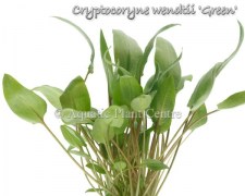 Cryptocoryne wendtii Green